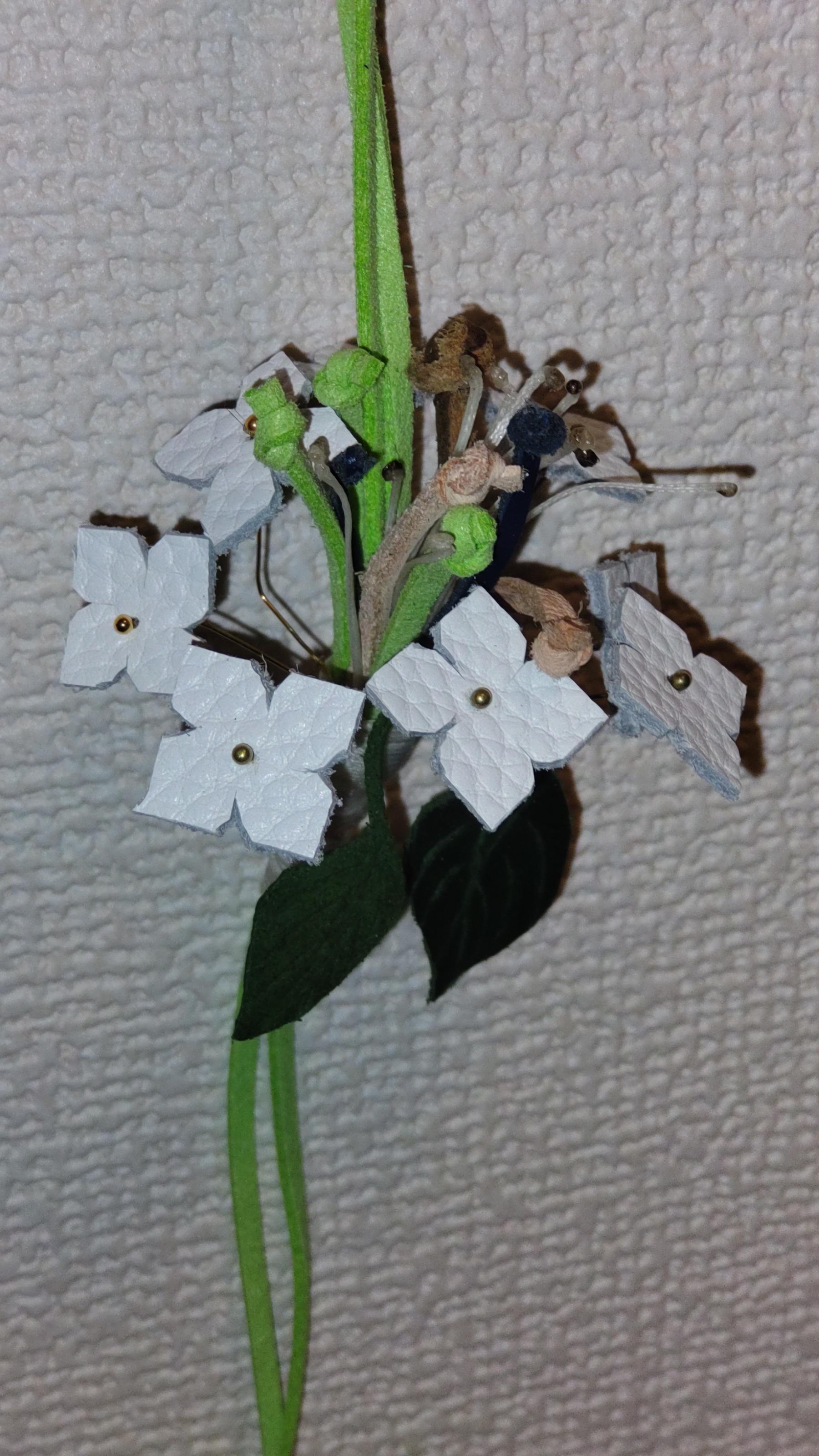 額アジサイ | 2枚目
