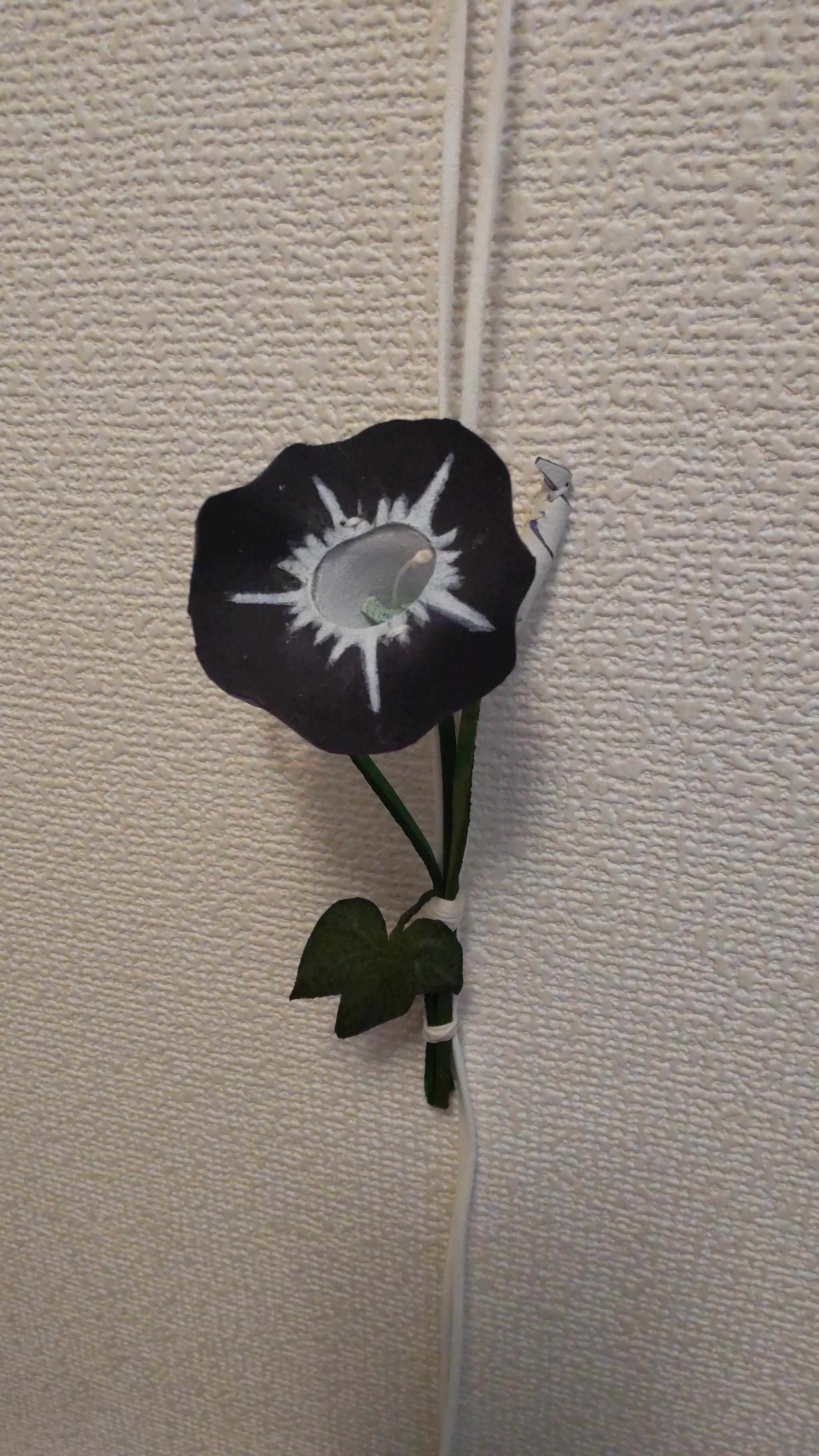 朝顔 | 3枚目